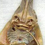 jenny haniver