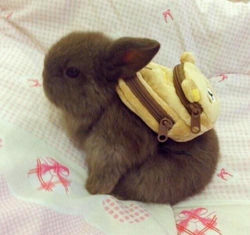 large.58982f48ac67d_Bunnywithbackpack020617.jpg