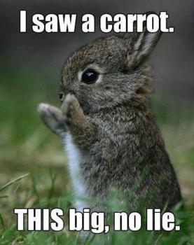 funny-rabbit.jpg