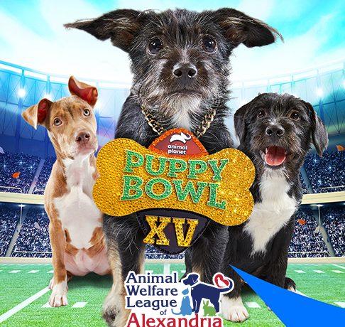 large.1307889787_puppy-bowl-square-486x460020319.jpg