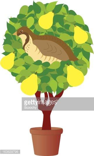 large.2116625309_111052726-partridge-in-a-pear-tree122320.jpg