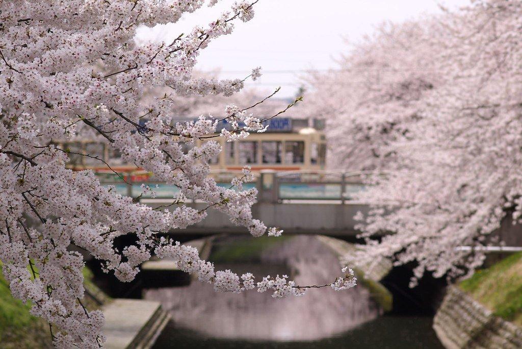 large.473196788_toyama_japan_sakura032021.jpg