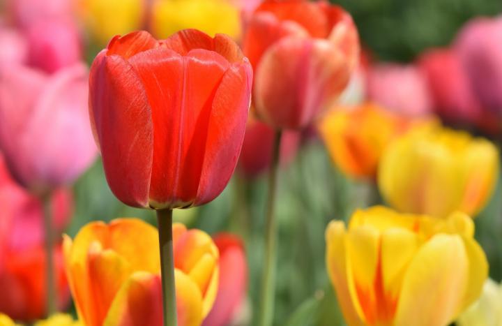 large.1685710081_tulips-multicolored_full_width032022.jpg